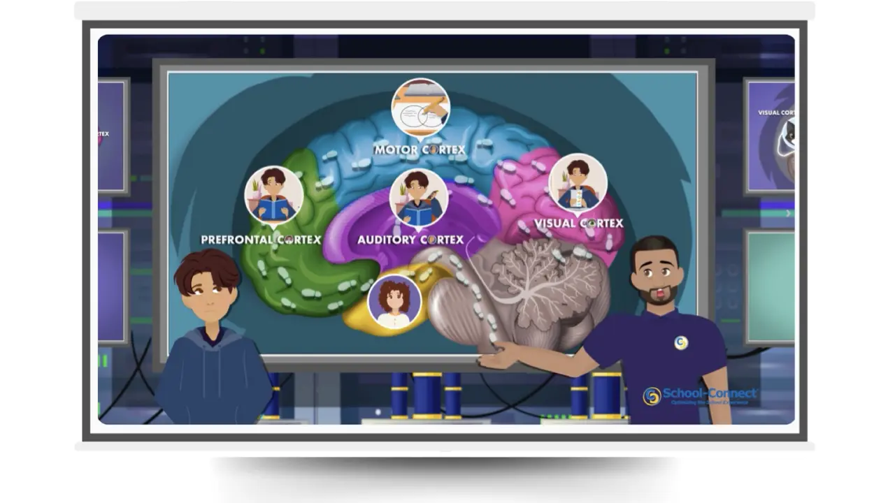 A presentation slide of a School-Connect's Brain Science lesson